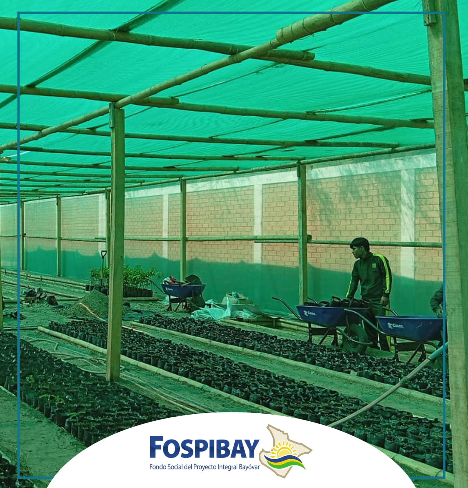 Imagen 6 de FOSPIBAY apuesta por una Sechura más verde y productiva