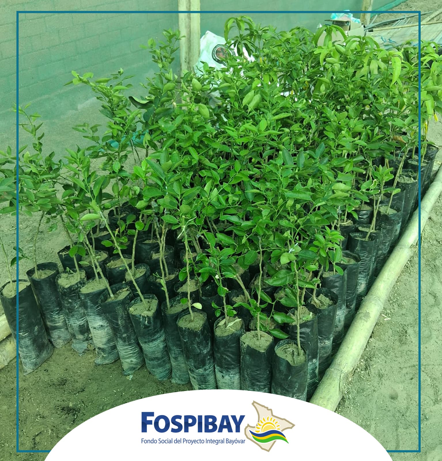 Imagen 3 de FOSPIBAY apuesta por una Sechura más verde y productiva